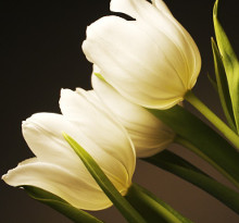 Białe Tulipany na fototapecie