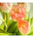 Fototapeta pomarańczowy tulipan