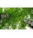 Fototapeta korona brzozy - widok od dołu
