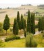 Tapeta drzewa Toskanii
