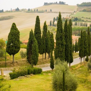 Tapeta drzewa Toskanii