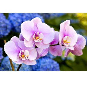 Fototapeta orchidea