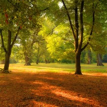 Fototapeta między drzewami w parku