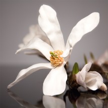 Fototapeta biały kwiat magnolii