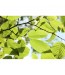 Fototapeta zielone liście