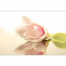 Fototapeta nowoczesna magnolia
