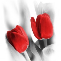 Fototapeta czerwone tulipany