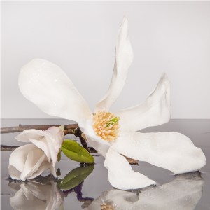 Fototapeta kwiat magnolii do sypialni
