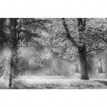 Fototapeta drzewa we mgle - czarno biała