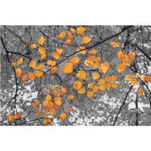 Fototapeta liście - Jesień