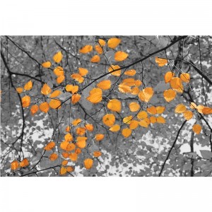Fototapeta liście - Jesień