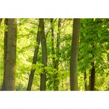 Fototapeta zielone pnie drzew