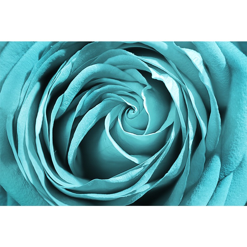 Fototapeta turkusowa róża