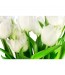 Fototapeta białe tulipany