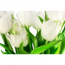 Fototapeta białe tulipany