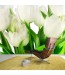Fototapeta na ścianę białe tulipany