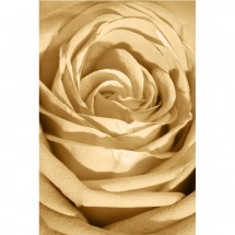 Fototapeta róża do salonu