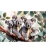 Fototapeta Koala