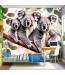 Fototapeta Koala