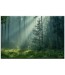 Obraz Zielony Las na płótnie nr 10118