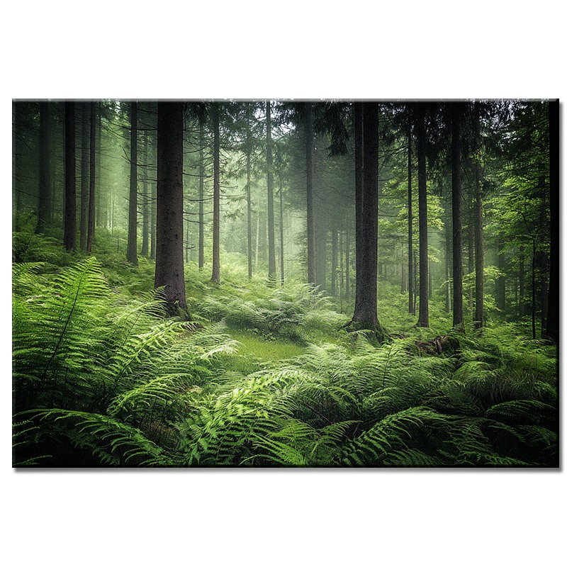 Obraz Paprocie w Lesie nr 10197