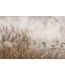Fototapeta Przytulne Trawy we Mgle