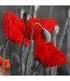 Fototapeta czerwone maki
