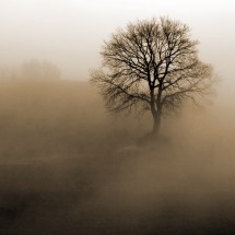Tapeta Mgła na polu z drzewem