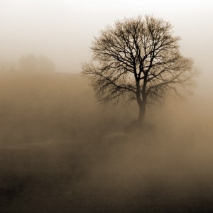Fototapeta drzewo mgła do sypialni