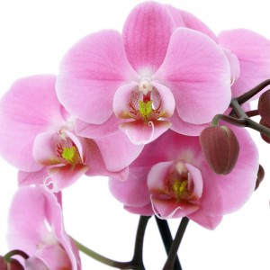 Fototapeta kwiat Orchids