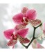 Fototapeta orchidea
