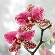 Fototapeta różowe kwiaty orchidei