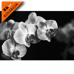 Orchidea - fototapeta czarno biała