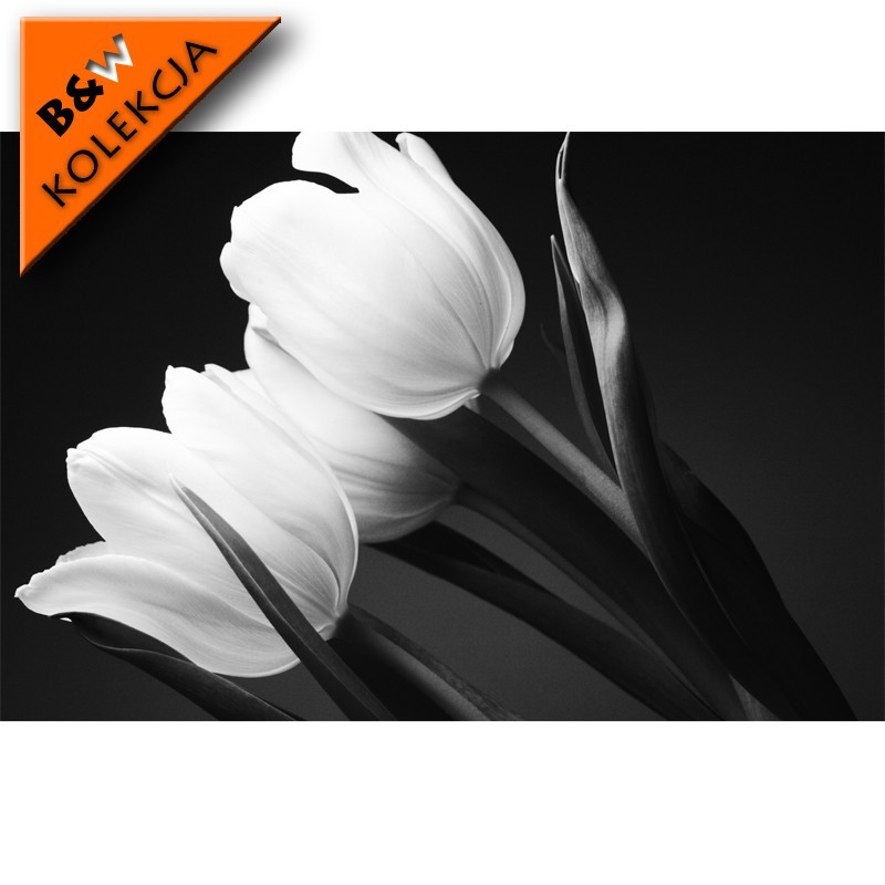 Fototapeta szare tulipany