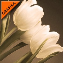 Fototapeta kremowe tulipany