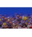 Fototapeta ryby, rafa koralowa, akwarium