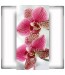 Fototapeta orchidea na wąską ścianę