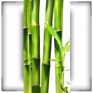 Fototapeta bambusy na wąską ścianę