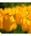 Fototapeta żółty tulipan