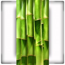 Bambusy XII