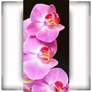 Orchidea IX