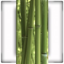 Bambusy IV