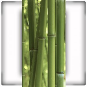 Fototapeta bambus na wąską ścianę