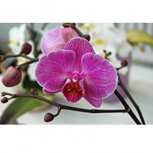 Orchidea II