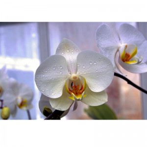 Orchidea VII