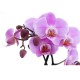 Fototapeta na ścianę fioletowa orchidea