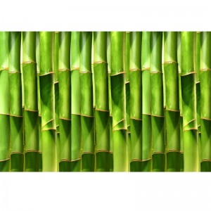 Fototapeta łodygi bambusa