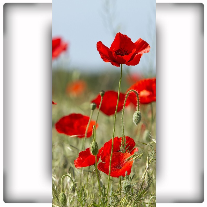 Fototapeta wysoki mak