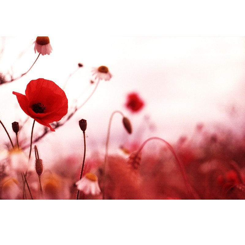 Fototapeta impresja makowego świtu