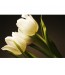 Fototapeta niewinność tulipanów